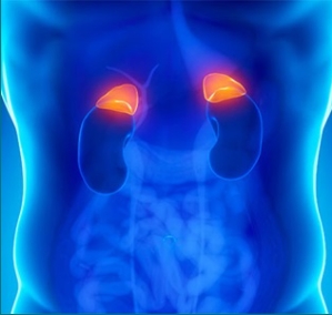 glandula adrenal